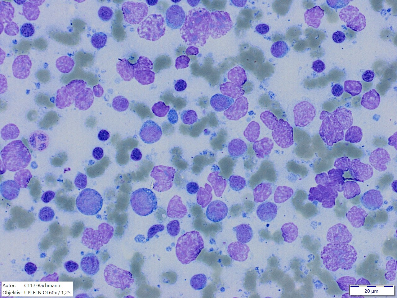 Cytologisches Institut Hannover
